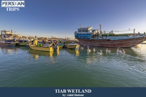 Tiab-wetland2