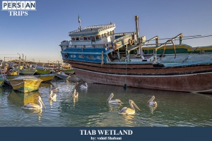 Tiab-wetland3