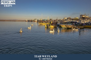 Tiab-wetland4