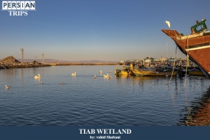 Tiab-wetland5