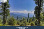 Dorfak forest1