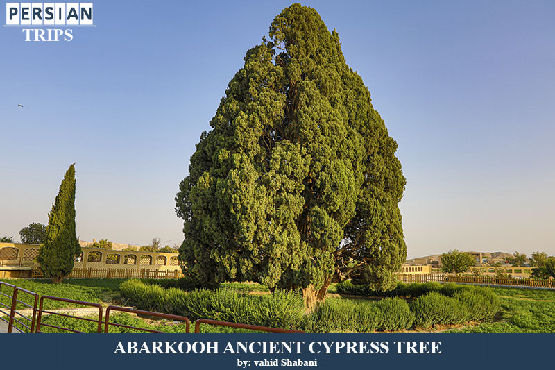 As old as cypress